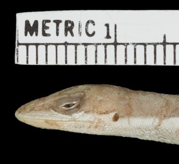 Media type: image;   Herpetology R-63010 Aspect: head lateral